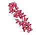 گل ارکیده سیمبیدیوم پرنسس